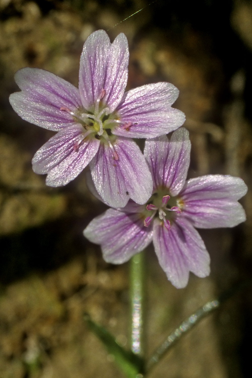 Pink Purslane flower essence